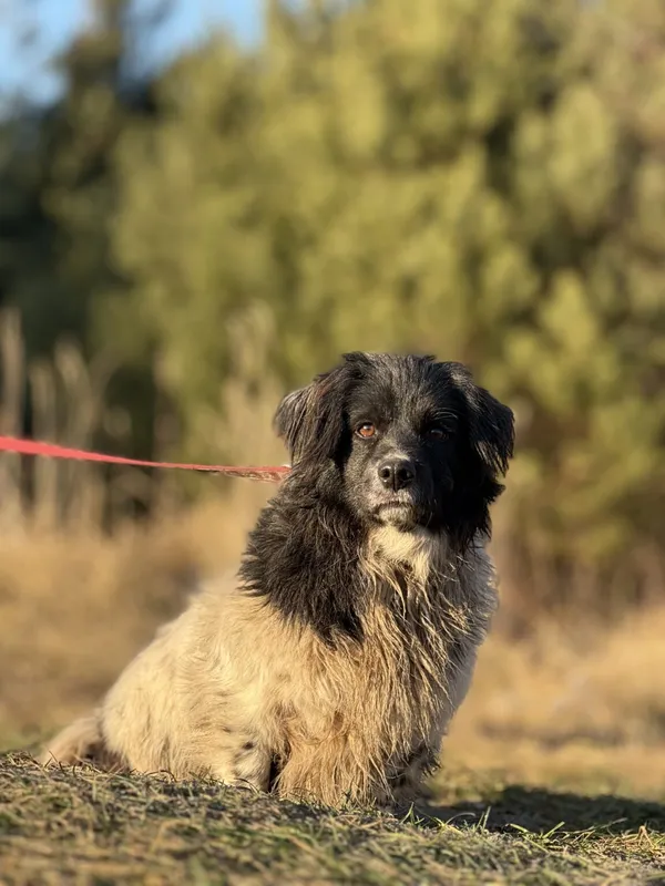 Pies do adopcji, Pieczyska, 6 lutego 2026 (4/5)