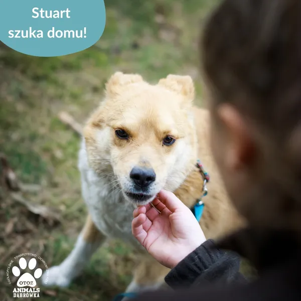 Pies do adopcji, Dąbrówka, 29 czerwca 2023 (4/4)
