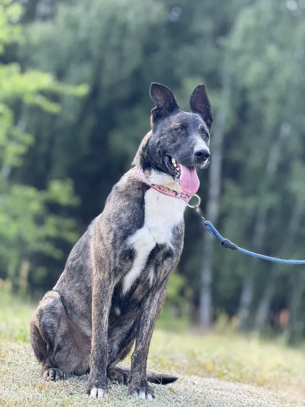 Pies do adopcji, Pieczyska, 6 lutego 2026 (5/5)