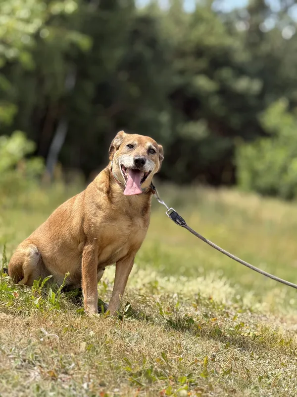 Pies do adopcji, Pieczyska, 6 lutego 2026 (4/4)