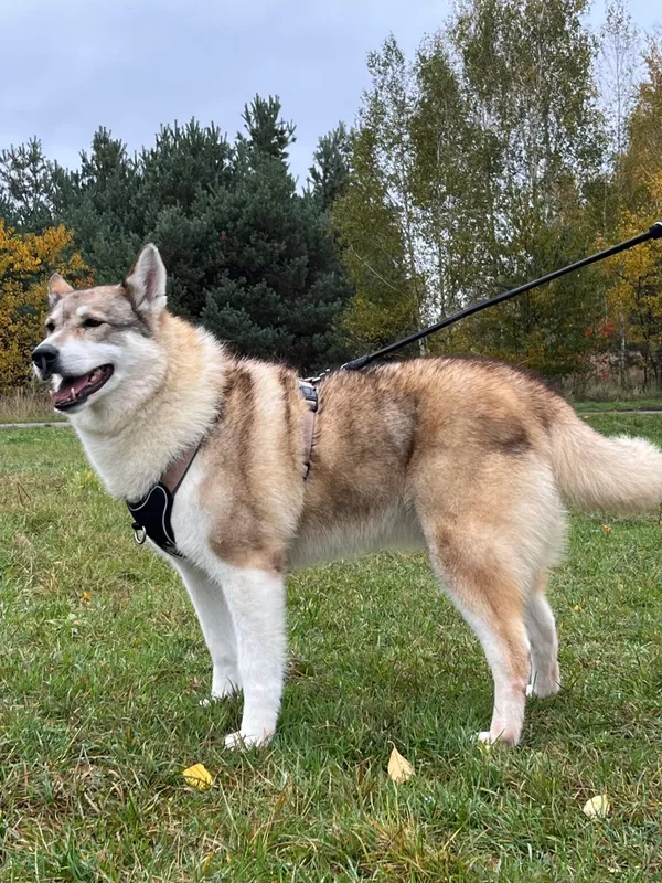 Pies do adopcji, Pieczyska, 6 lutego 2026 (2/5)