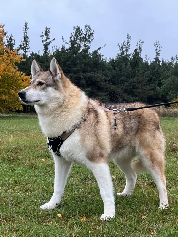 Pies do adopcji, Pieczyska, 6 lutego 2026 (3/5)