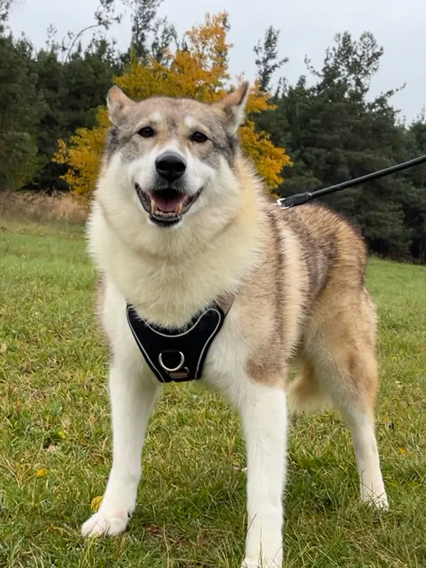 Pies do adopcji, Pieczyska, 6 lutego 2026 (5/5)