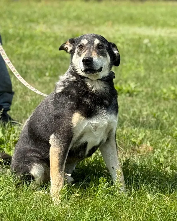 Pies do adopcji, Pieczyska, 6 lutego 2026 (2/5)