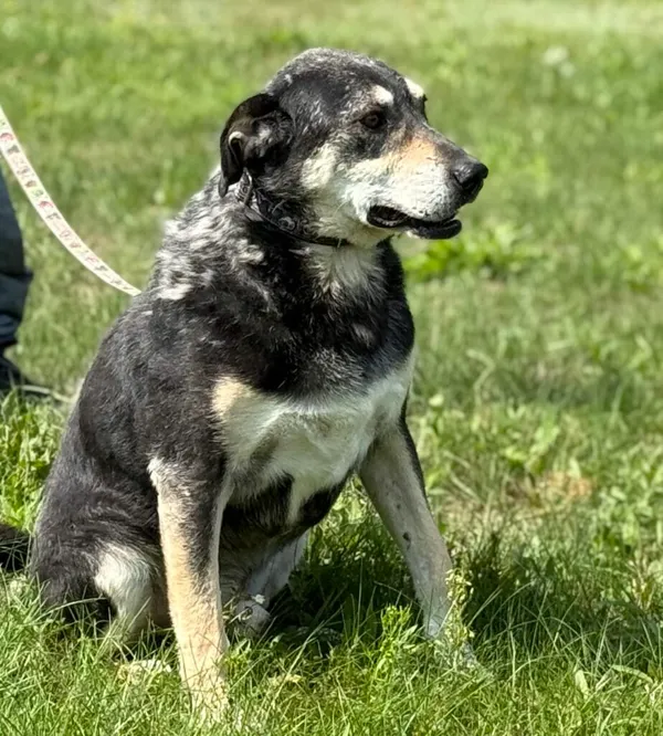 Pies do adopcji, Pieczyska, 6 lutego 2026 (3/5)