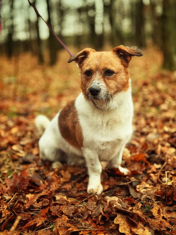 Pies do adopcji, Dłużyna Górna, 6 lutego 2026 (1/5)