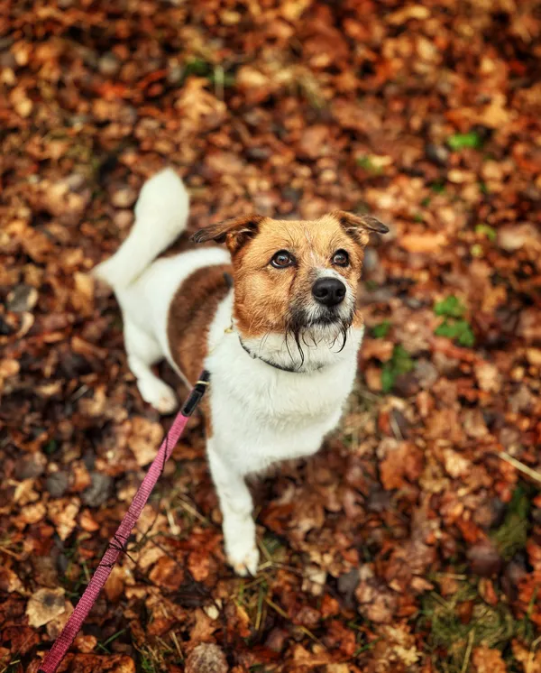 Pies do adopcji, Dłużyna Górna, 6 lutego 2026 (2/5)