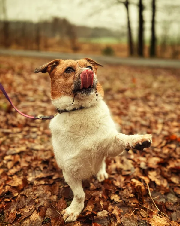 Pies do adopcji, Dłużyna Górna, 6 lutego 2026 (4/5)