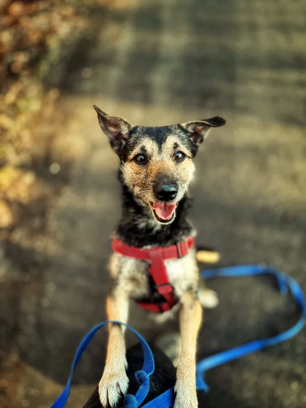 Pies do adopcji, Dłużyna Górna, 6 lutego 2026 (3/5)