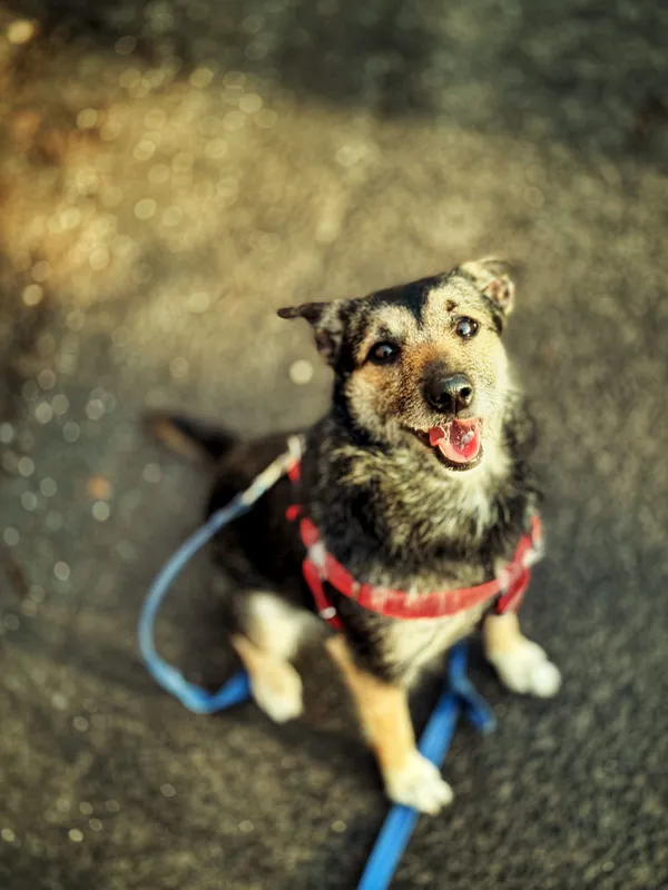 Pies do adopcji, Dłużyna Górna, 6 lutego 2026 (4/5)