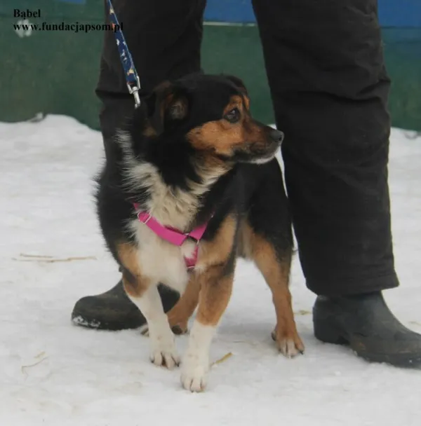 Pies do adopcji, Nowy Dwór Mazowiecki, 6 lutego 2026 (1/5)