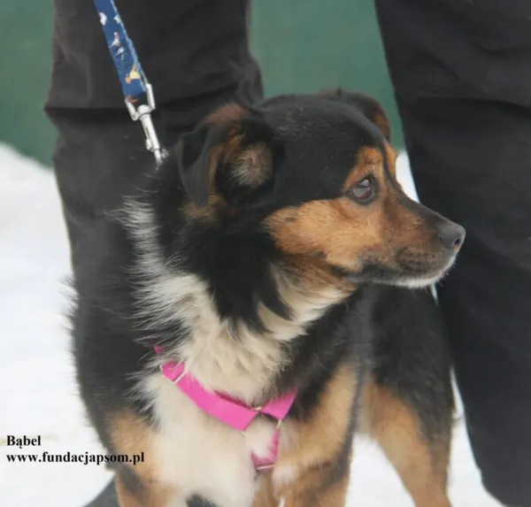 Pies do adopcji, Nowy Dwór Mazowiecki, 6 lutego 2026 (2/5)