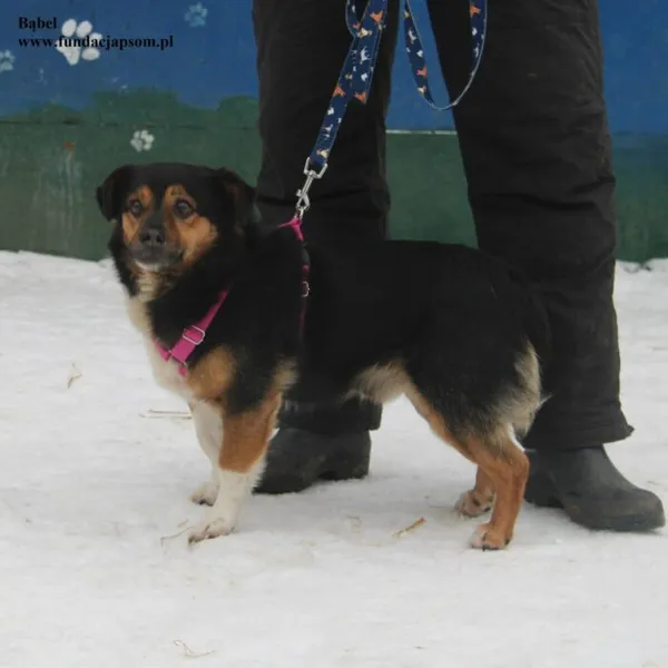 Pies do adopcji, Nowy Dwór Mazowiecki, 6 lutego 2026 (3/5)