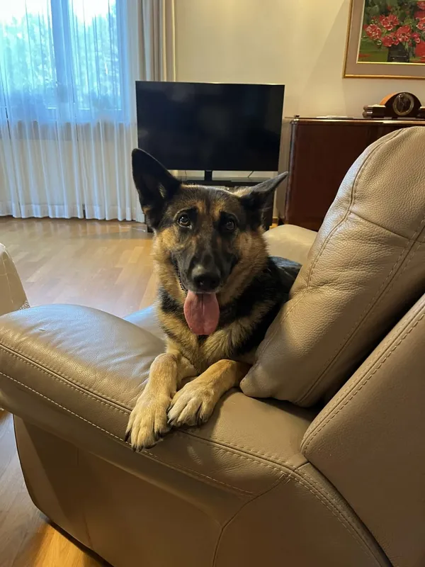 Zaginął pies, Łódź, 6 lutego 2026