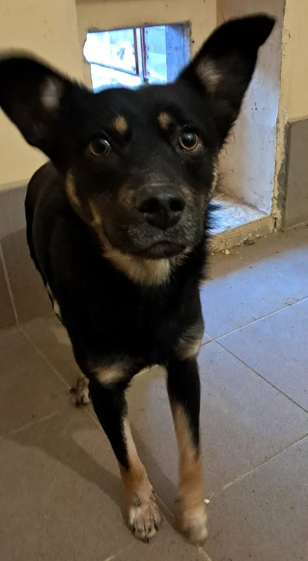 Pies do adopcji, Olsztyn, 19 stycznia 2026