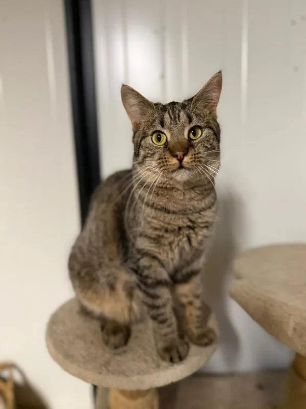 Kot do adopcji, Głowno, 13 października 2025 (5/5)