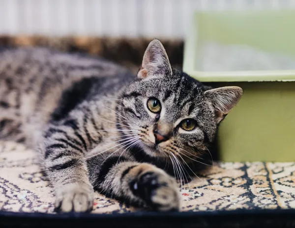 Kot do adopcji, Częstochowa, 5 września 2025 (1/5)