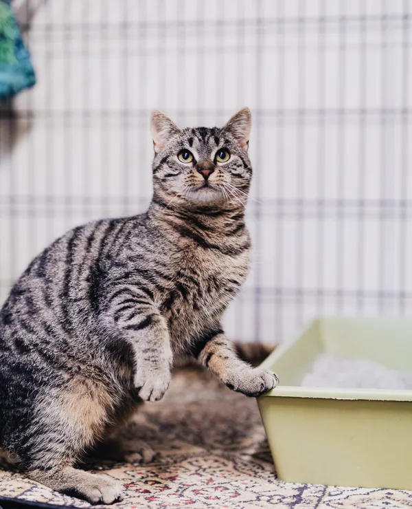 Kot do adopcji, Częstochowa, 5 września 2025 (2/5)