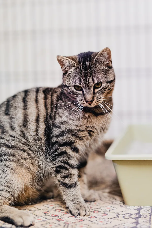 Kot do adopcji, Częstochowa, 5 września 2025 (3/5)