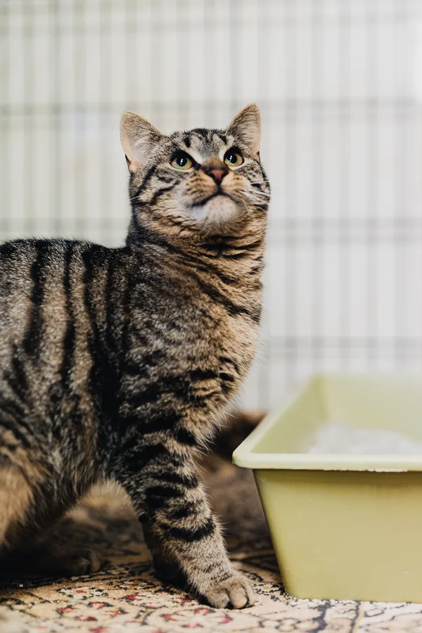 Kot do adopcji, Częstochowa, 5 września 2025 (4/5)