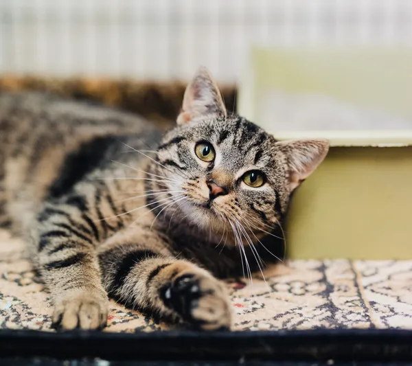 Kot do adopcji, Częstochowa, 5 września 2025 (5/5)