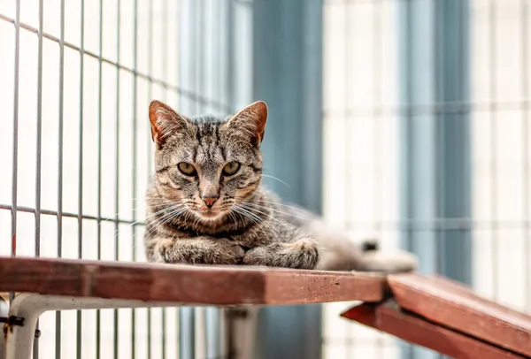 Kot do adopcji, Częstochowa, 5 września 2025 (1/5)