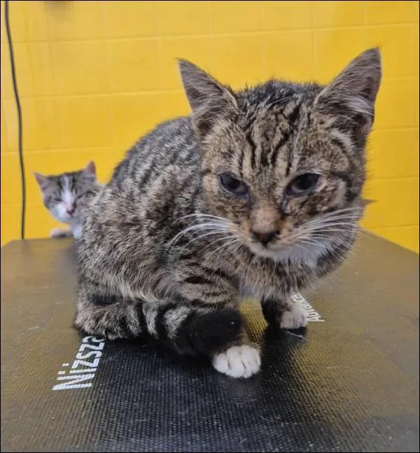 Znaleziono kota, Grudziądz, 7 lutego 2026