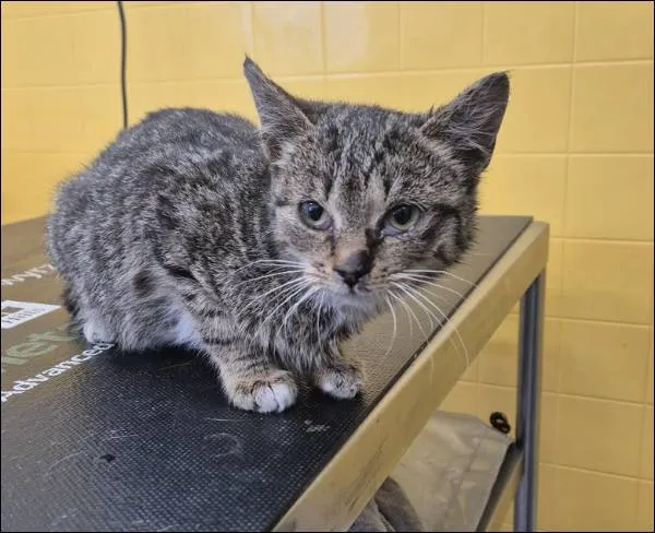 Znaleziono kota, Grudziądz, 7 lutego 2026