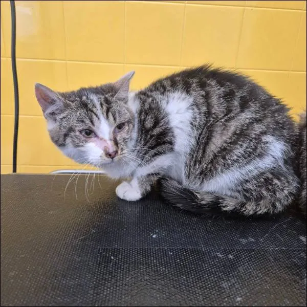 Znaleziono kota, Grudziądz, 7 lutego 2026