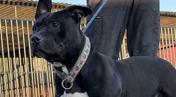 Pies do adopcji, Pieczyska, 6 lutego 2026 (1/4)