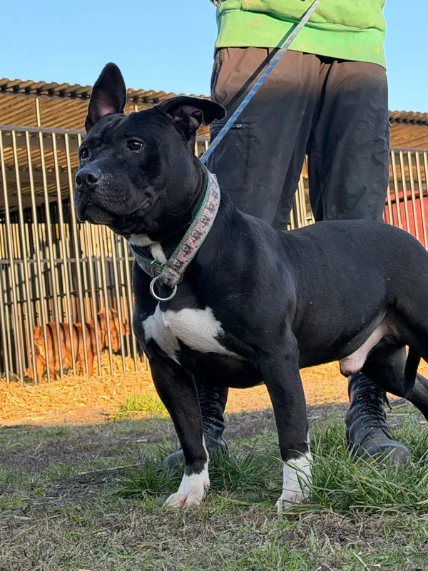 Pies do adopcji, Pieczyska, 6 lutego 2026 (2/4)