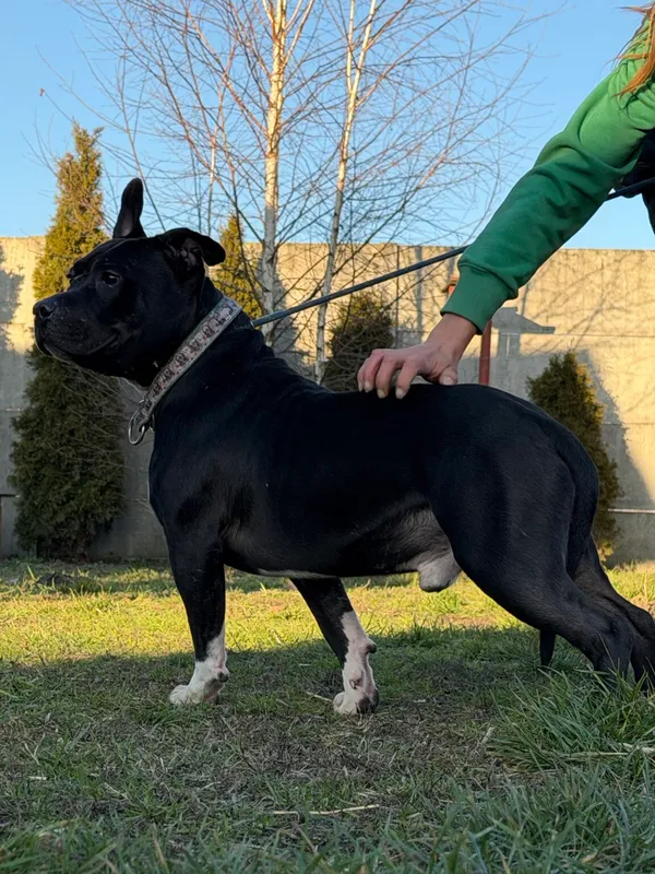 Pies do adopcji, Pieczyska, 6 lutego 2026 (3/4)