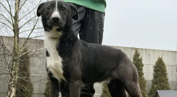 Pies do adopcji, Pieczyska, 6 lutego 2026 (1/4)