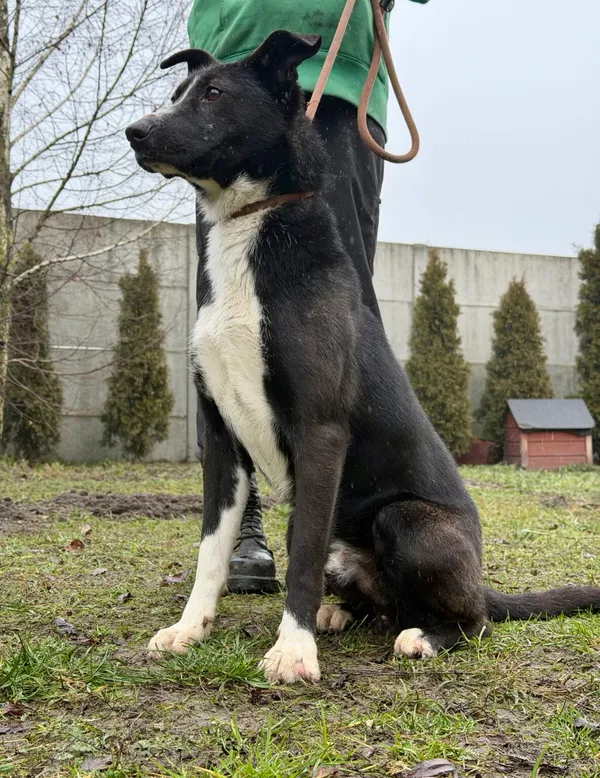 Pies do adopcji, Pieczyska, 6 lutego 2026 (2/4)