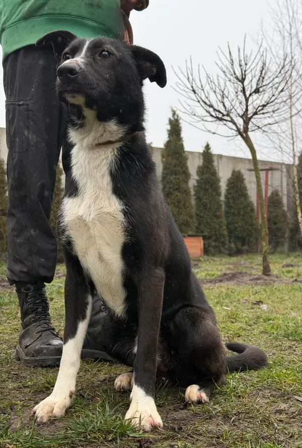 Pies do adopcji, Pieczyska, 6 lutego 2026 (3/4)