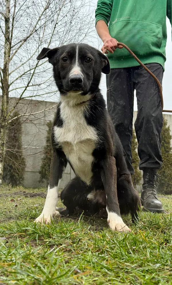 Pies do adopcji, Pieczyska, 6 lutego 2026 (4/4)