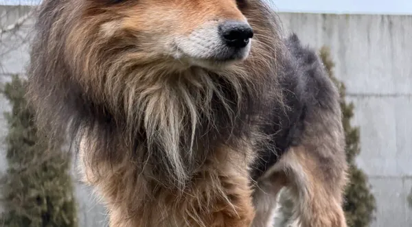 Pies do adopcji, Pieczyska, 6 lutego 2026 (1/3)