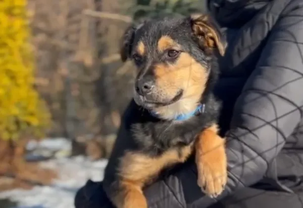 Pies do adopcji, Głowno, 7 lutego 2026 (1/3)