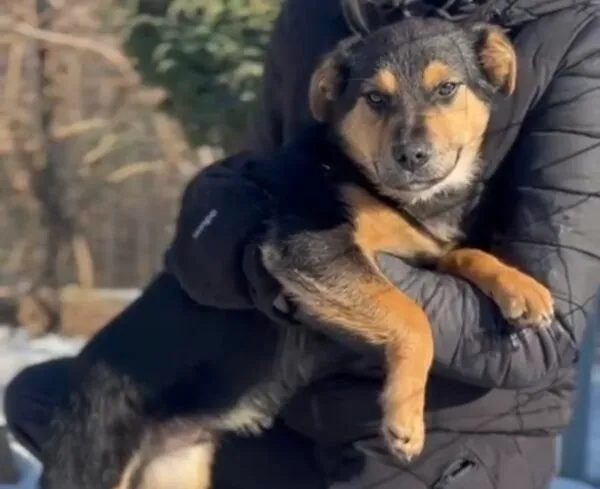 Pies do adopcji, Głowno, 7 lutego 2026 (3/3)