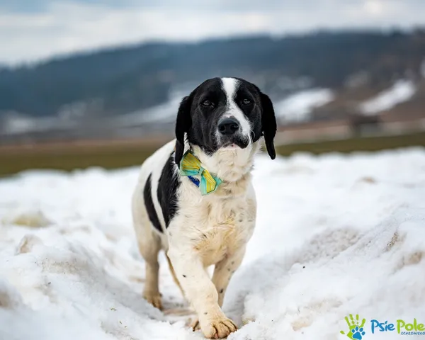 Znaleziono psa, Racławice, 5 lutego 2026 (1/5)