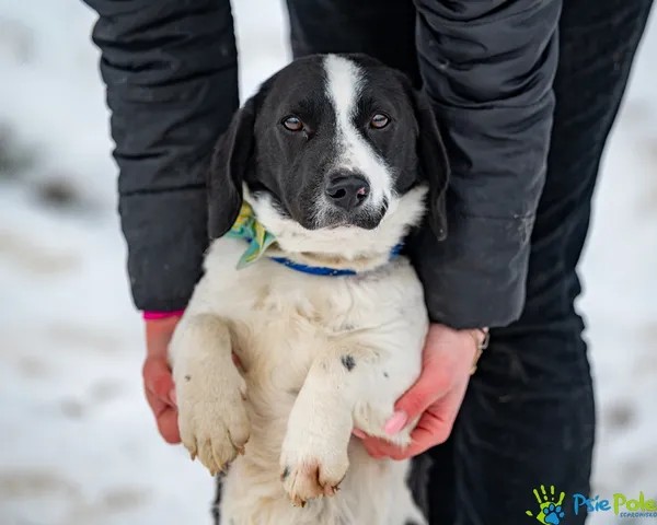 Znaleziono psa, Racławice, 5 lutego 2026 (5/5)