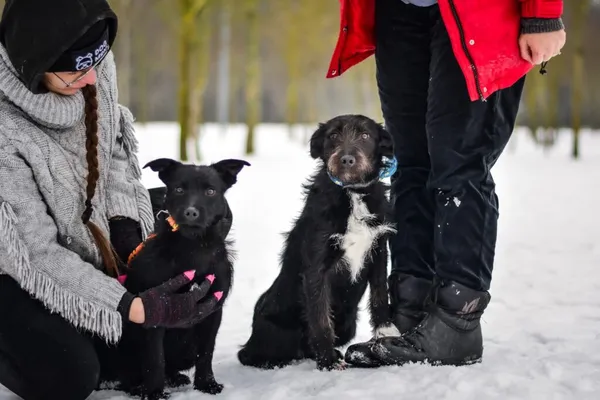 Pies do adopcji, Radom, 7 lutego 2026 (1/5)