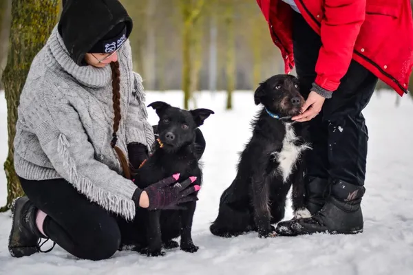 Pies do adopcji, Radom, 7 lutego 2026 (2/5)