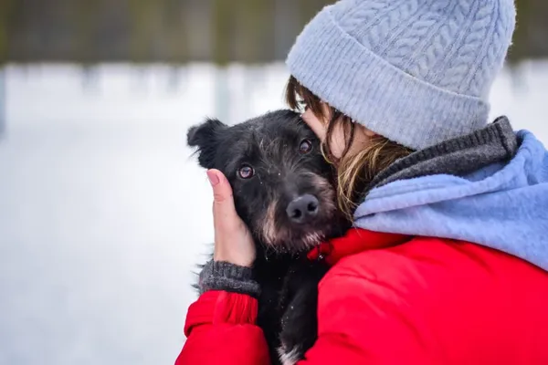 Pies do adopcji, Radom, 7 lutego 2026 (4/5)