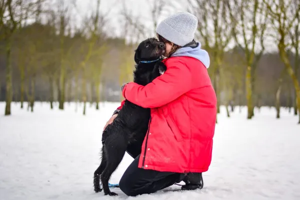 Pies do adopcji, Radom, 7 lutego 2026 (5/5)