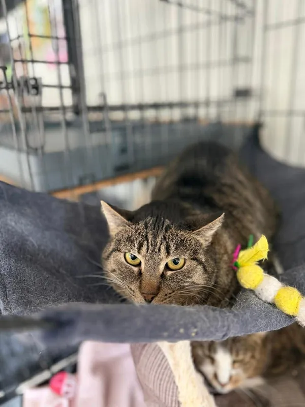 Kot do adopcji, Głowno, 8 grudnia 2025 (3/3)