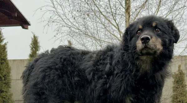 Pies do adopcji, Pieczyska, 6 lutego 2026 (1/3)