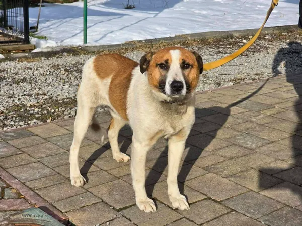 Pies do adopcji, Ropczyce, 6 lutego 2026