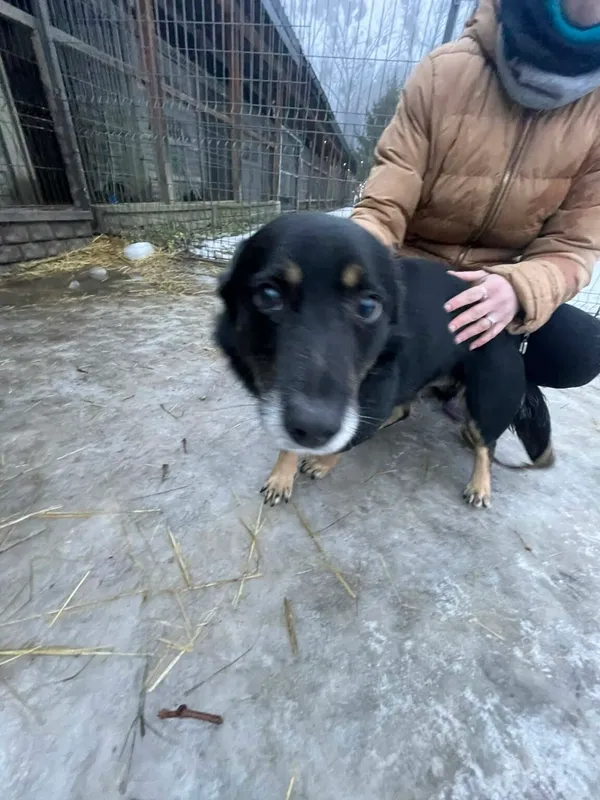 Pies do adopcji, Zgierz, 13 grudnia 2025 (1/3)