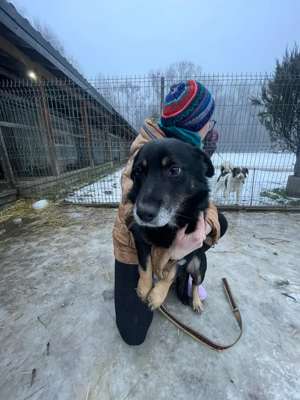 Pies do adopcji, Zgierz, 13 grudnia 2025 (2/3)